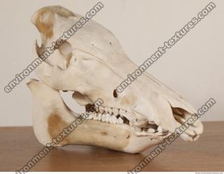 photo reference of skull 0036